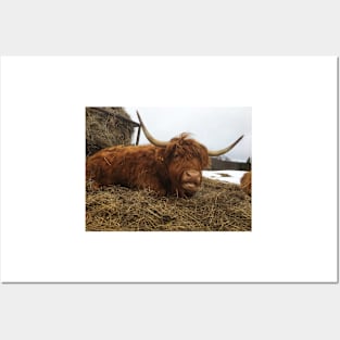 Scottish Highland Cattle Cow 1946 Posters and Art